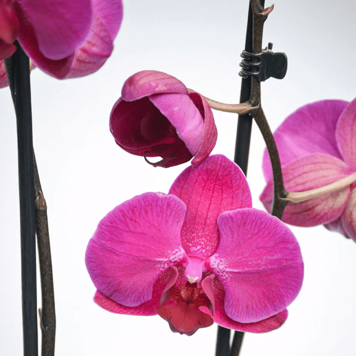 Pink Phalaenopsis Orchid
