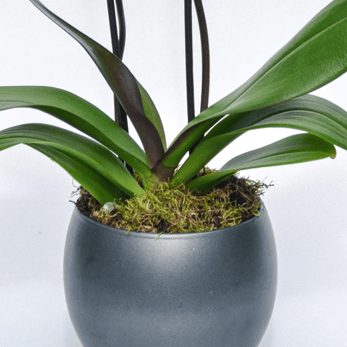 Pink Phalaenopsis Orchid