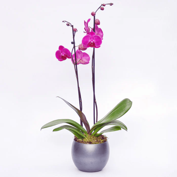 Pink Phalaenopsis Orchid