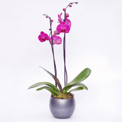 Pink Phalaenopsis Orchid